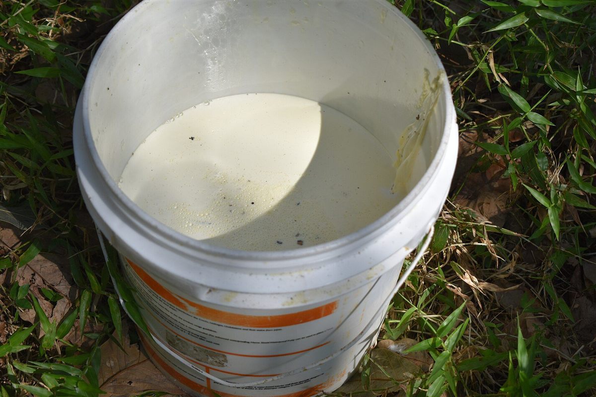 Récolte du latex dans un gobelet de collecte