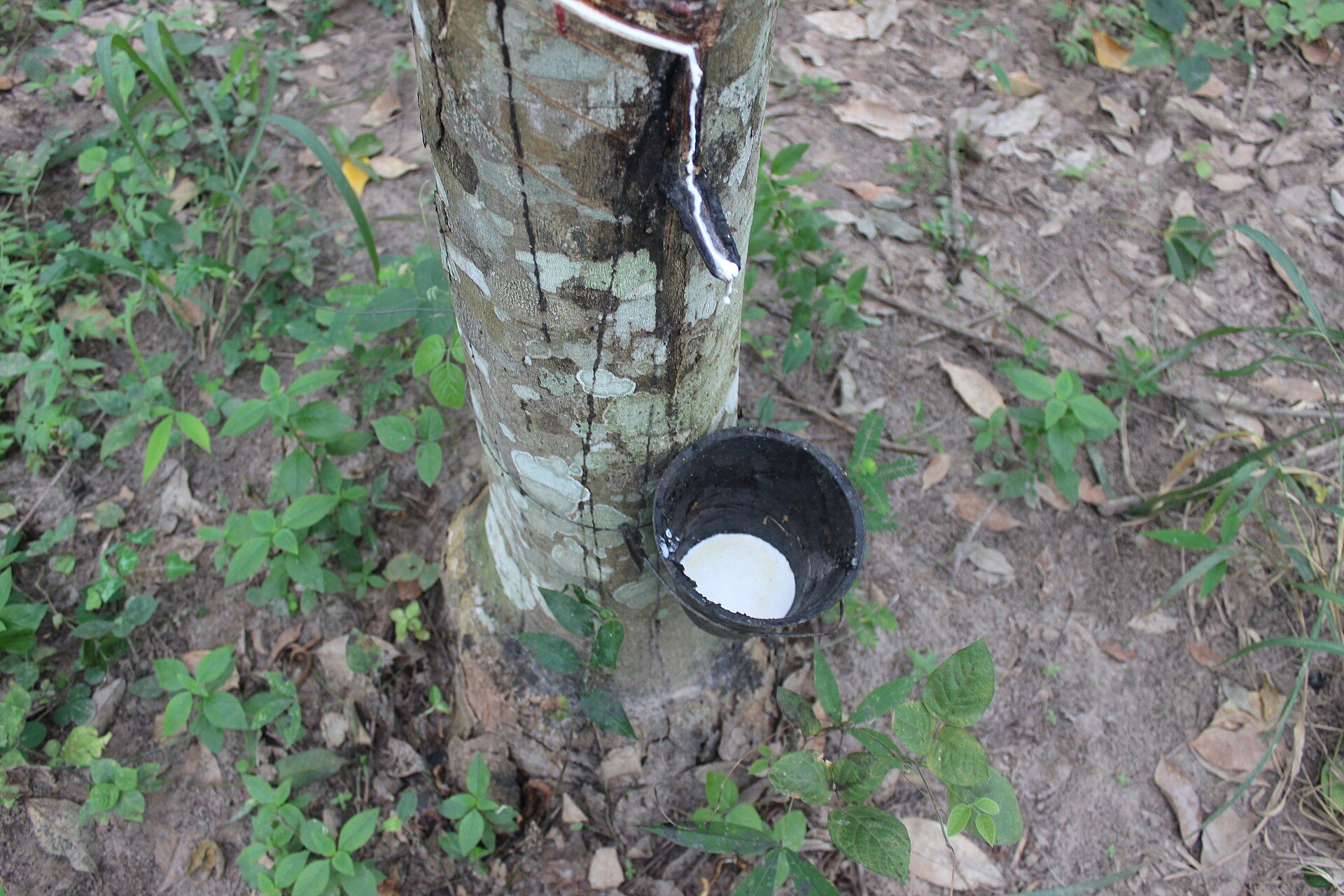 Saignée d'hévéas et collecte du latex en plantation