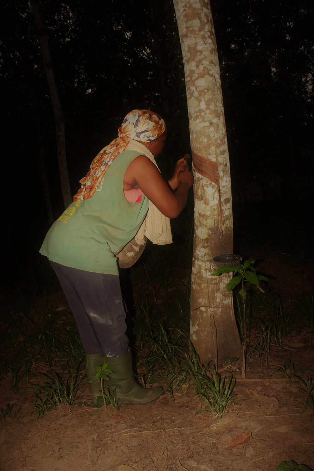 Saigneuse d'hévéa au travail dans une plantation